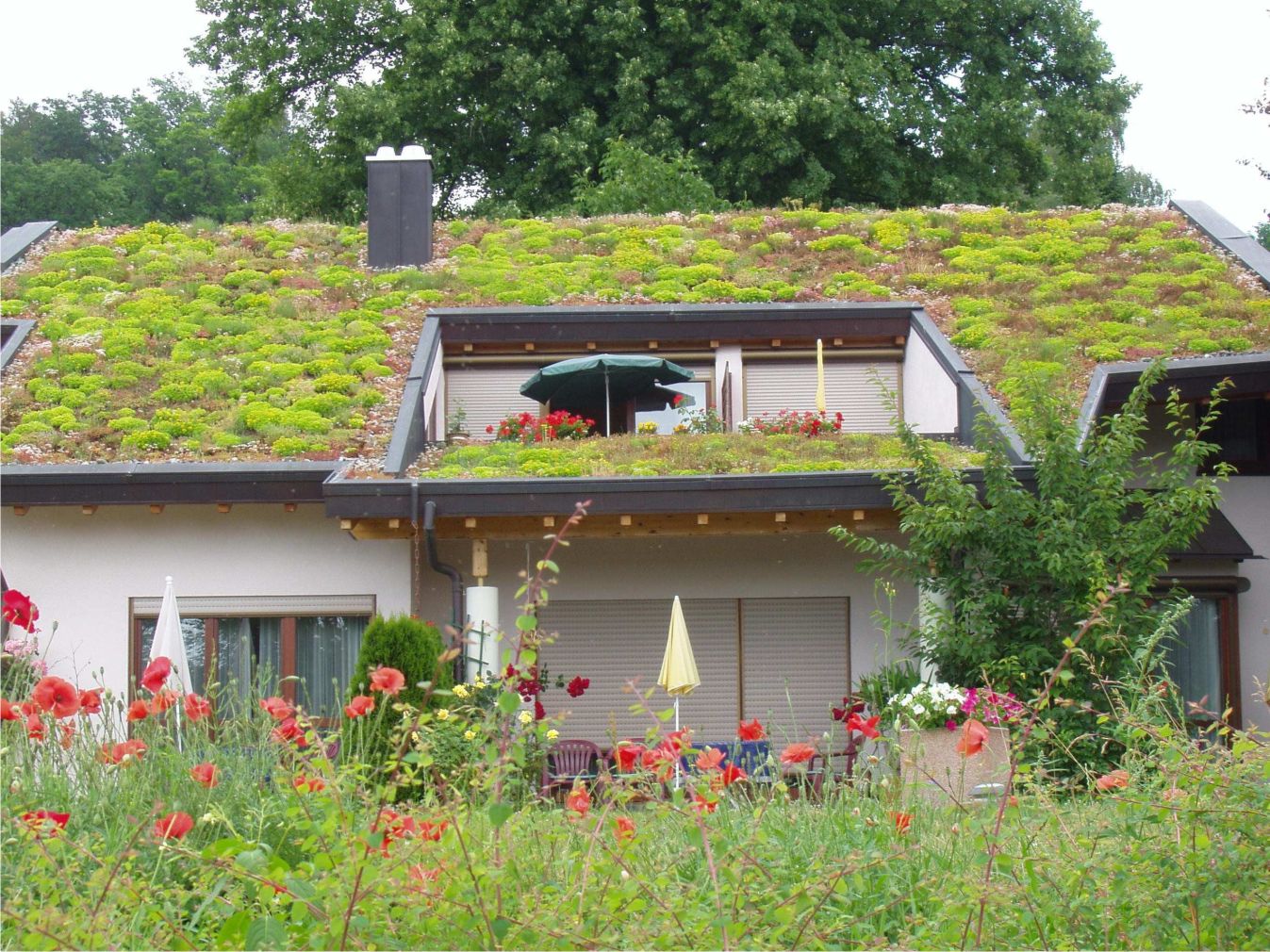 ... do enodružinske stanovanjske hiše z zeleno streho. Ozelenitev je med ostalim tudi učinkovita toplotna izolacija.
