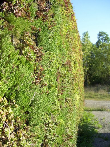 Taka vrtikalna zelena stena je lahko zelo visoka, v širino ne potrebuje veliko prostora, lepa je celo leto, tudi pozimi. Ni pa primerna za popolne začetnike.