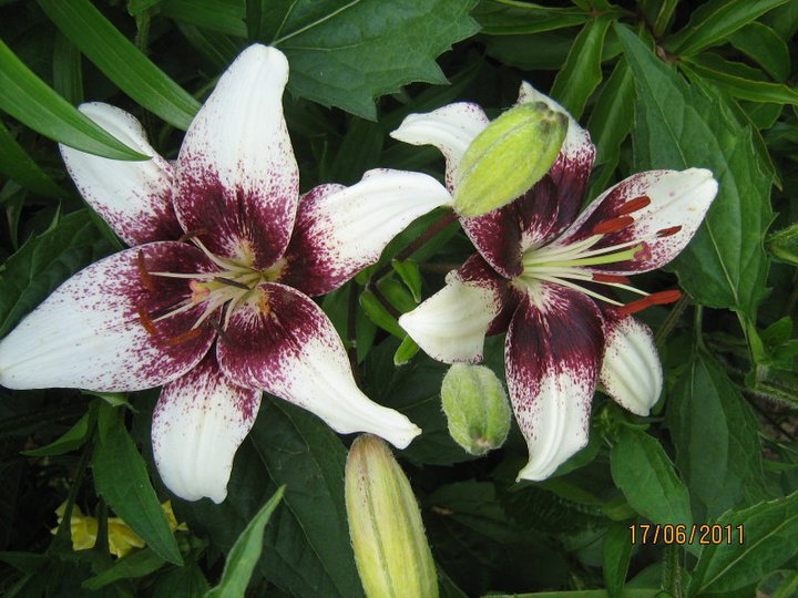 Gospa Sonja Krušnik nam je poslala fotografijo lilije.