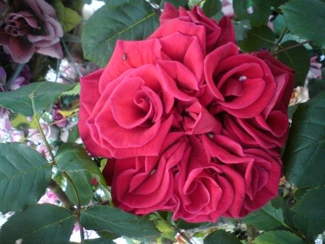 Gospa Barbara nam je poslala čudovit cvet vrtnice, ki sicer, če smo natančni ne spadajo med trajnice, a jo vseeno objavljamo.