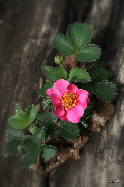 Jagode izpod Trnovskega Gozda - Peter Rojc (take barve cvetov v naravi - kakšna redkost)