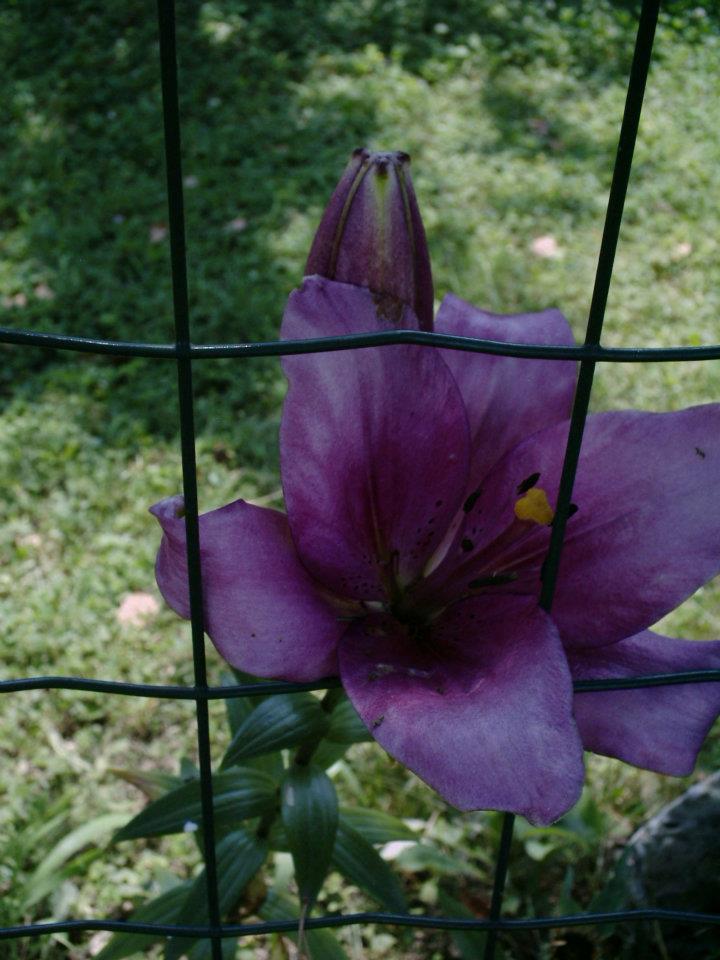 S fotografijami lilij nam je gospod Ivan obudil spomin na poletje. Kako lep zbirka. Pripisal je: 