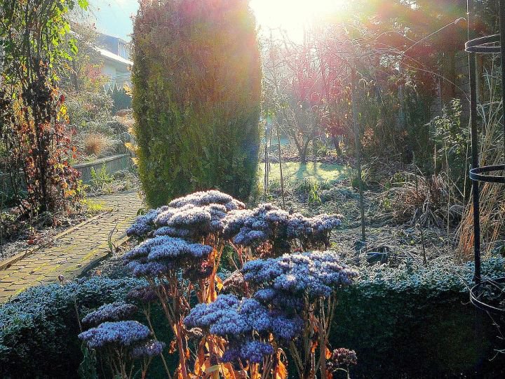 Fotografijo nam je poslala gospa Gospa Gabrijela Kermavner. Če je bil še kje kdo prepričan, da sta jesen in zima na vrtu otožna in moreča ... verjamem, da je zdaj spreobrnjen(a) 