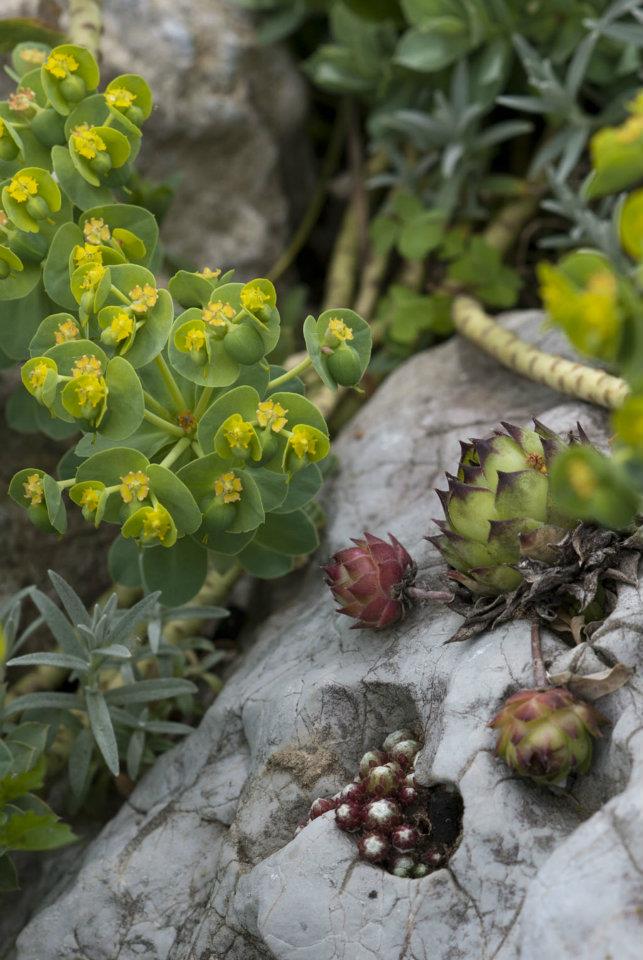 Fotografijo cvetočega mlečka (Euphorbia) in rozetk netreskov (Sempervivum) smo prejeli s pripisom: 
