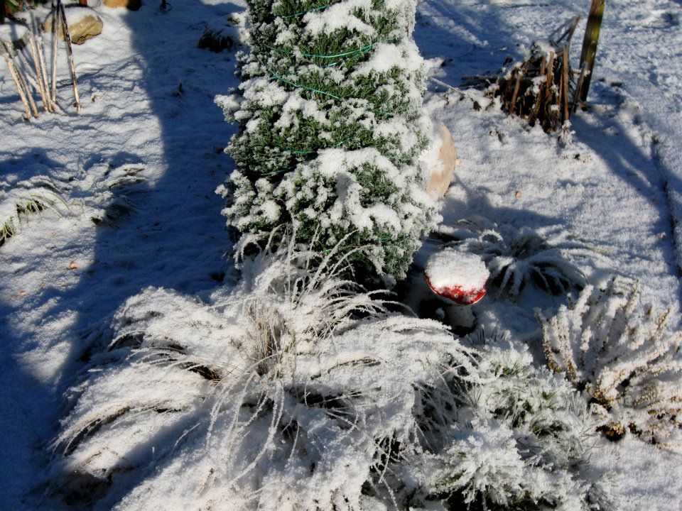 Gospa Marija Kaučič nam je poslala fotografijo s pripisom: Pozdravljeni, pošiljam nekaj posnetkov mojega vrta v zimski odeji.Moji prijatelji ptički,humulica in okrasne trave pritiska zima.Le deček s piščalko korajžno premaguje mraz. Lp Marija