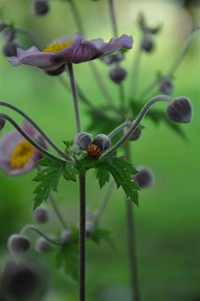 Fotografijo jesenske vetrnice (Anemone japonica) nam je poslala gospa Gita Fras.