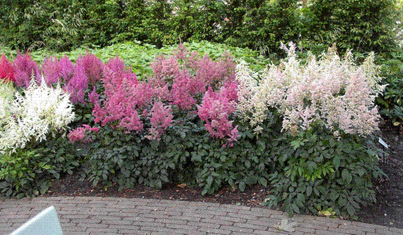 Polsenčni vrtni prostor je sredi poletja lahko tudi zelo živahno barvit s pomočjo vrtnih kresnic.