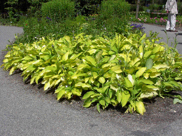 Mnoge trajnice z barvitim listjem so živahne dalj časa, kot bi lahko cvetele.