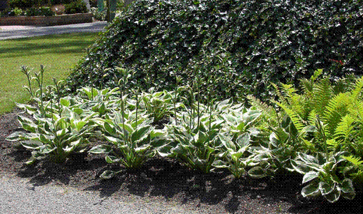 Belozelene barvne kombinacije listja na temnem ozadju ali v temnejših kotičkih vrta delujejo neverjetno živahno.