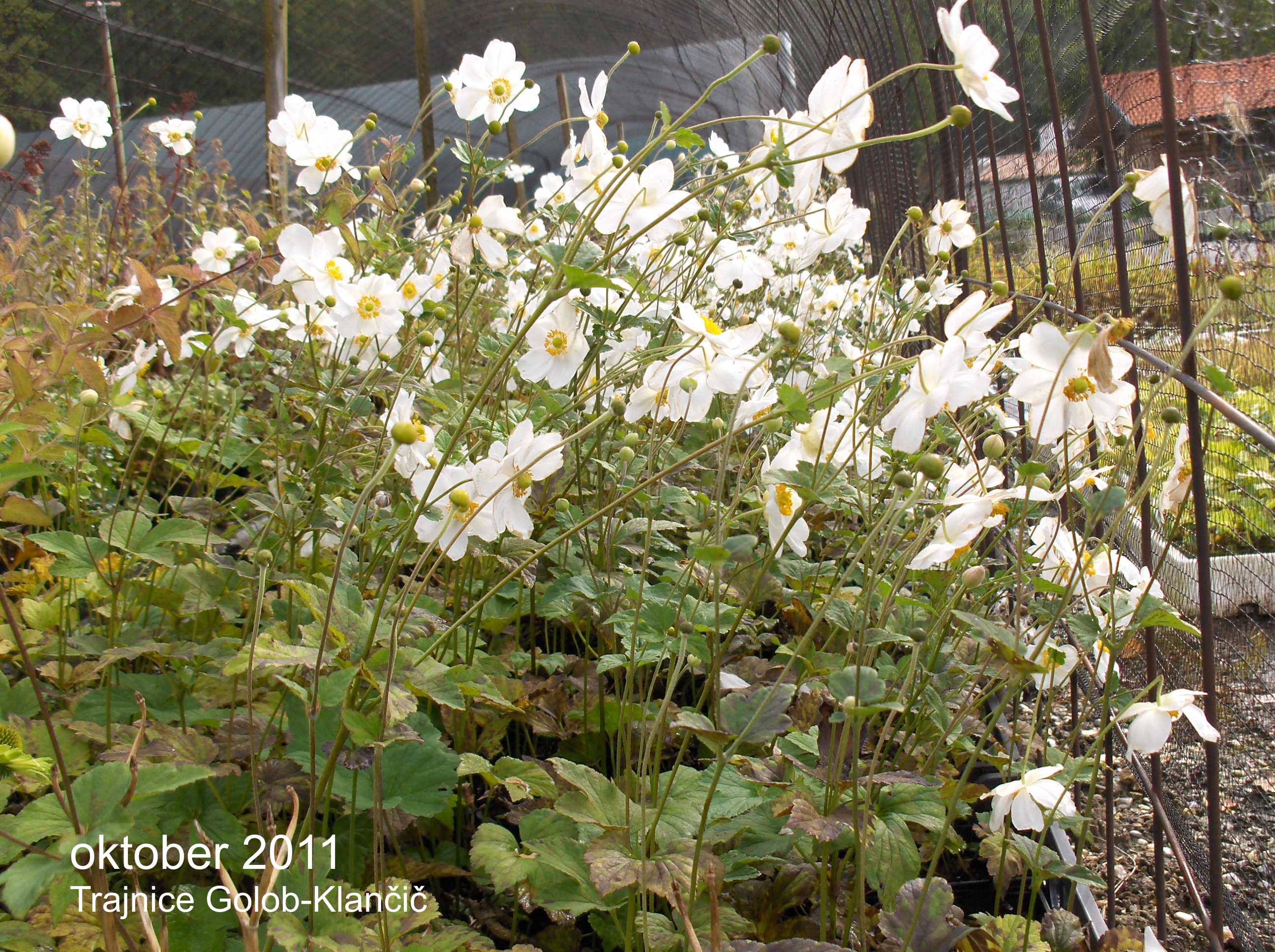 Anemone japonica 'Honorine Jobert' - bela enostavna, bogato cvetoča