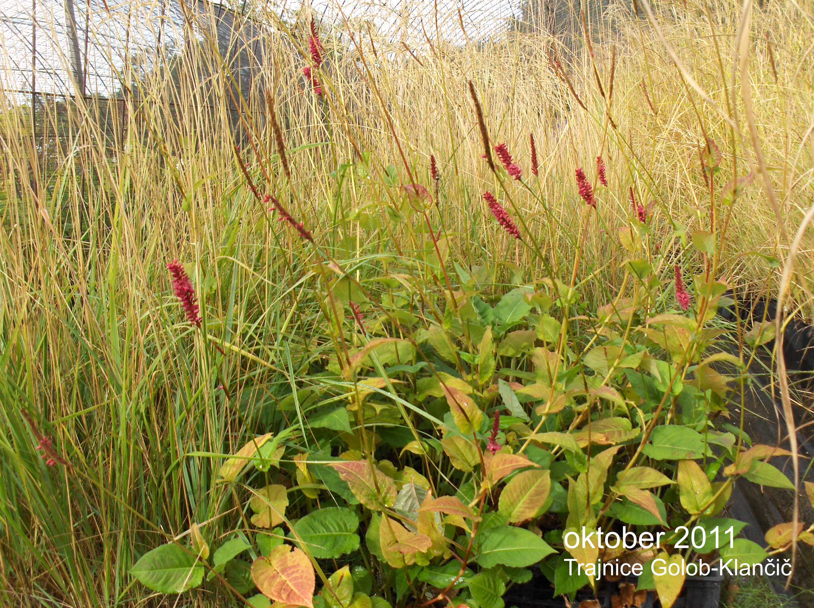 Persicaria amplexicaulis 'Firetail' - rdeča persikarija v ozadju pa različne okrasne trave