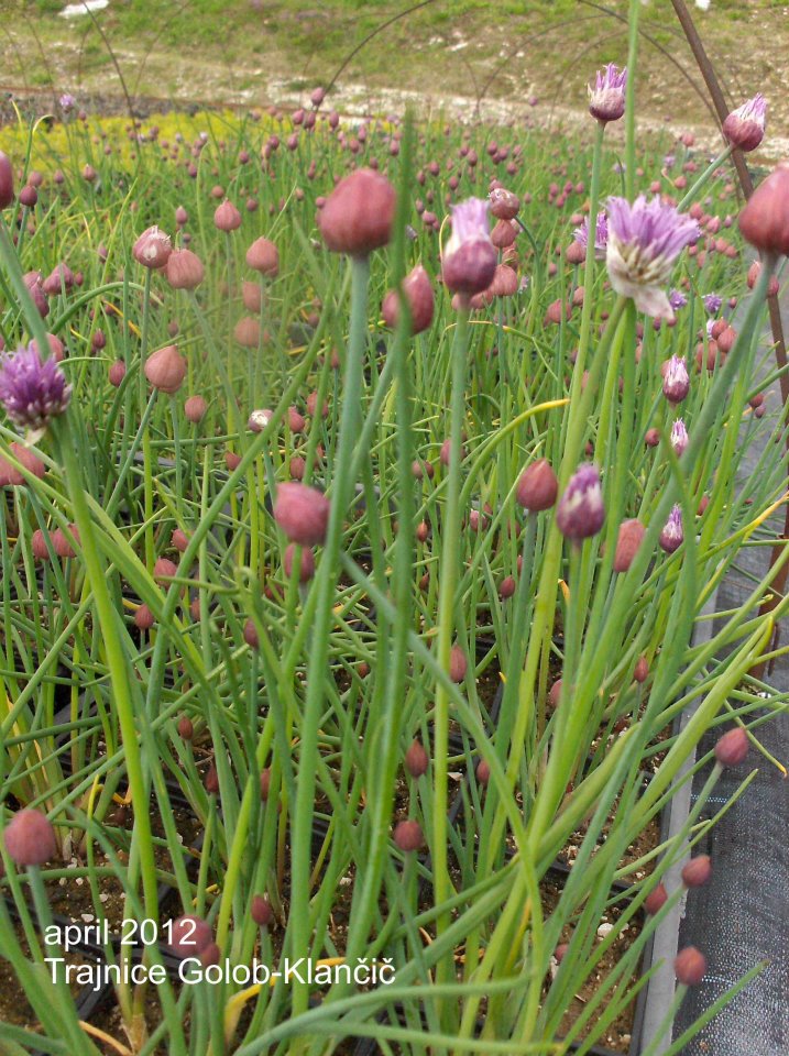 Allium schoenoprasum - drobnjak