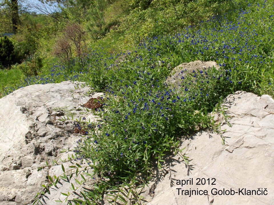 Lithospermum purpureo-caeruleum-pokrovnica, škrlatno modri železnik