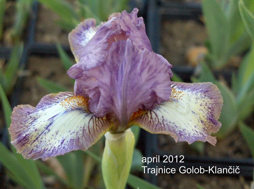 Iris barbata nana - zacvetele so prve nizke bradate perunike