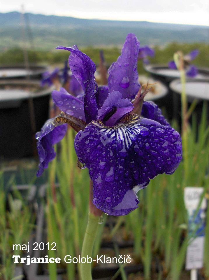 Iris sibirica 'Niklas Sea' - sibirska perunika