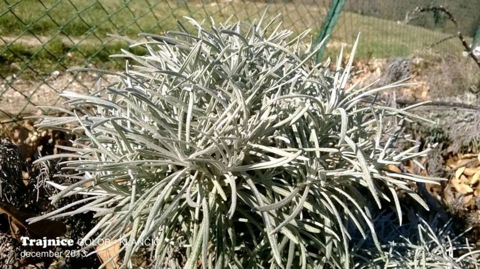 Helichrysum italicum 'Tall' - širokolistni laški smilj