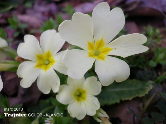Navadna trobentica (Primula vulgaris)