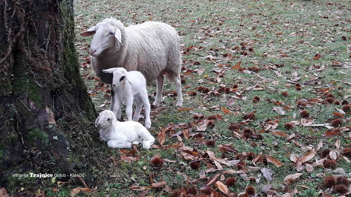 Dobili smo prve ovčje mladičke ... in to kar dva.