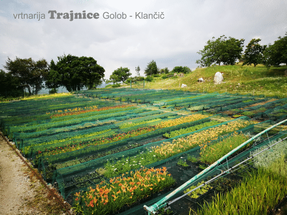 5. terasa - smer Ajdovščina - pogled v dolino, na rastline, ki so v lončkih