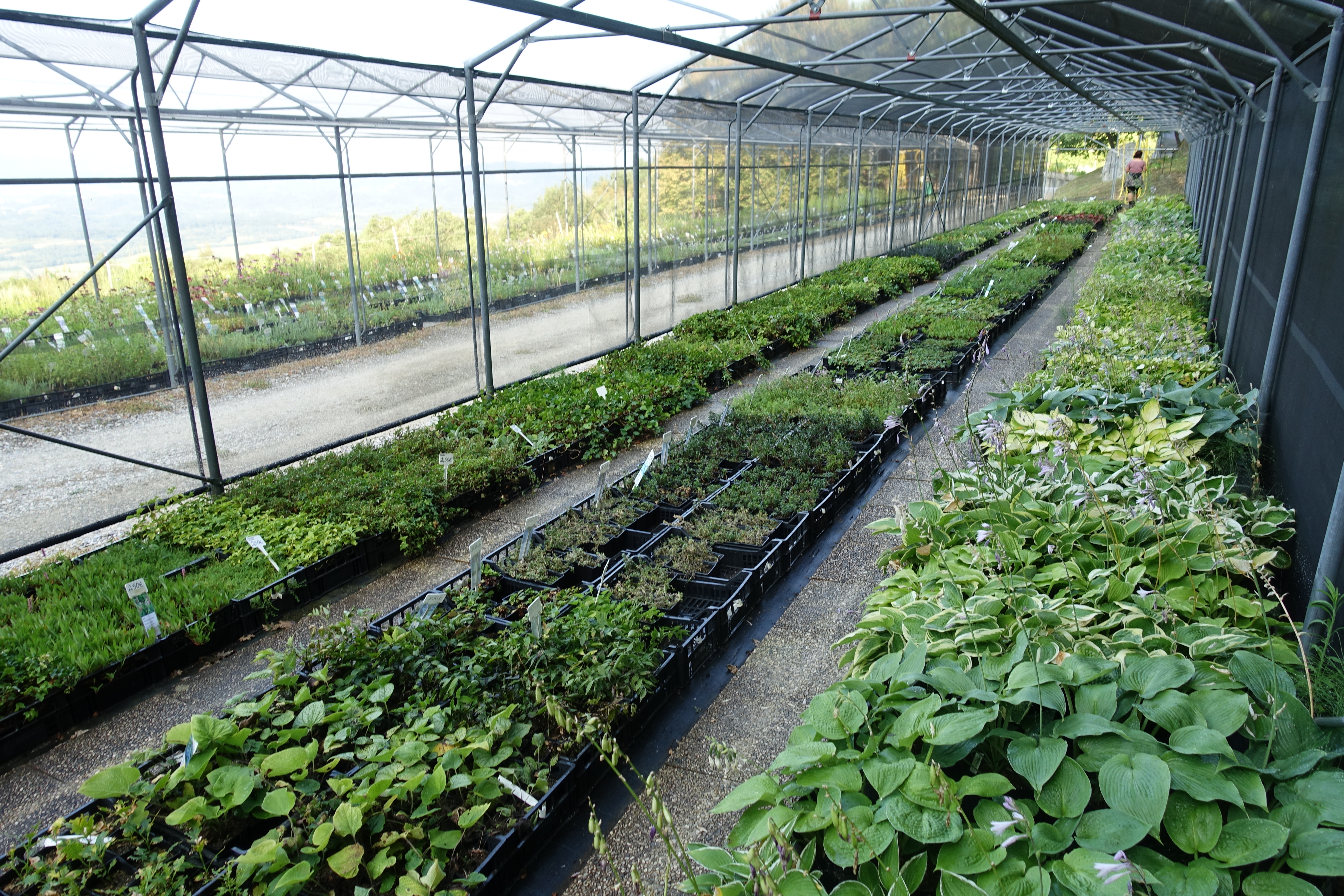 Prostor namenjen maloprodaji - rasrline za senčna ali polsončna rastišča, pokrovne rastline