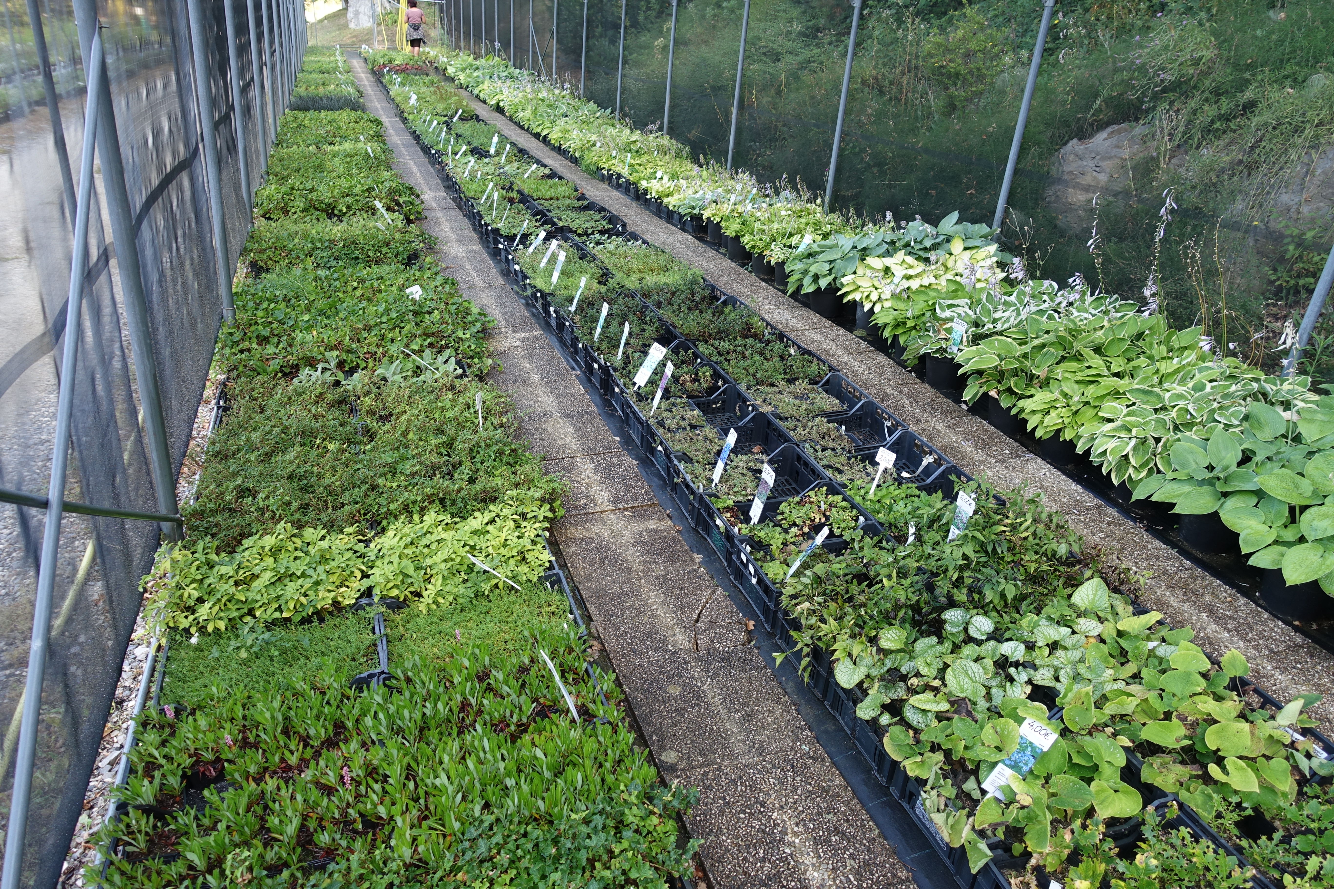 Prostor namenjen maloprodaji - rasrline za senčna ali polsončna rastišča, pokrovne rastline