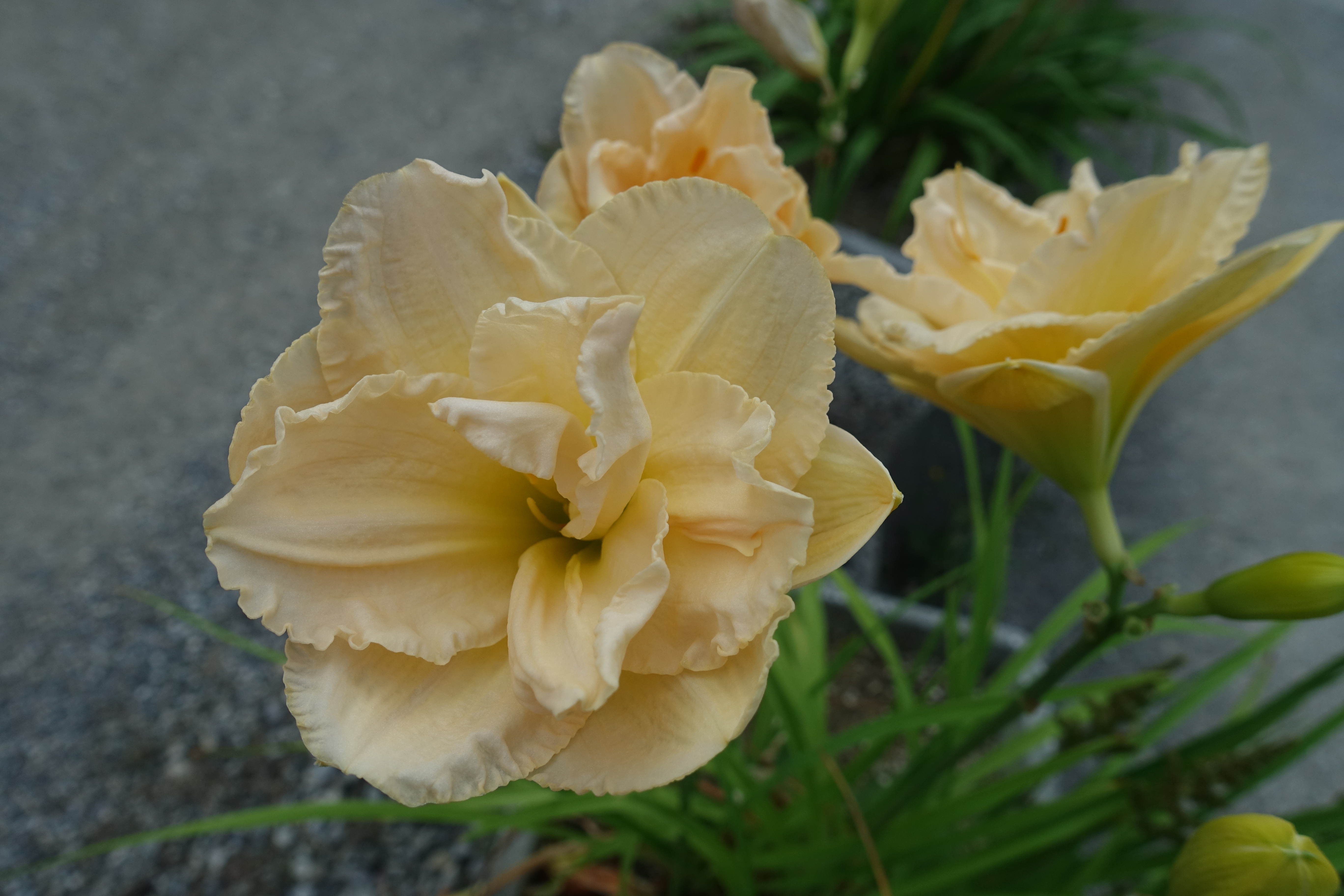 Hemerocallis 'Land of Cotton'- dišeča maslenica z dvojnim cvetom, pocvitajoča