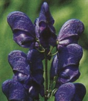 Aconitum x arendsii - preobjeda (odganja polže)