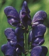 Aconitum x arendsii - preobjeda (odganja polže)