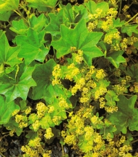 Alchemilla xantochlora (vulgaris) - navadna plahtica