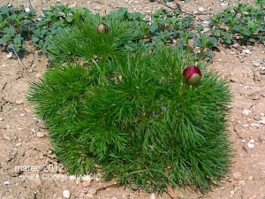 Paeonia tenuifolia - finolistna potonika