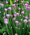 Allium schoenoprasum &#039;Forescate&#039; -  roza-rdeče cvetoči drobnjak