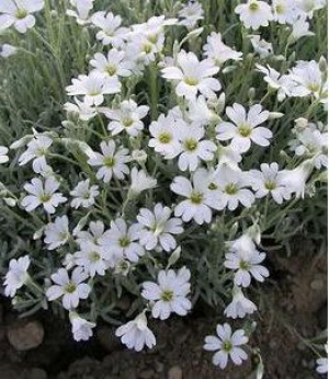 Cerastium candidissimum - drobnolistna bela smiljka