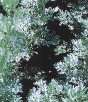 Artemisia absinthium - pravi pelin