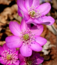 Anemone hepatica (Hepatica nobilis) 'Rosea' - rožnati jetrnik