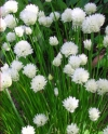 Allium schoenoprasum &#039;Album&#039; - belo cvetoči drobnjak