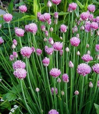 Allium schoenoprasum 'Forescate' -  roza-rdeče cvetoči drobnjak