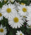 Aster novi-belgii &#039;White Ladyes&#039; - za rez,  velik bel cvet, gololistna astra