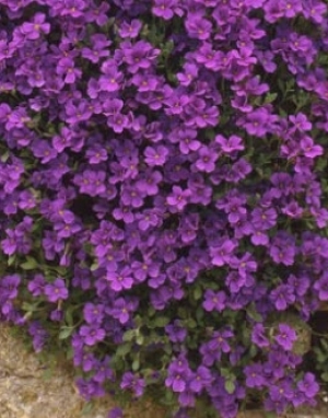 Aubrieta cultorum &#039;Royal Violet&#039; - vijolična avbrecija