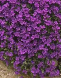Aubrieta cultorum 'Royal Violet' - vijolična avbrecija