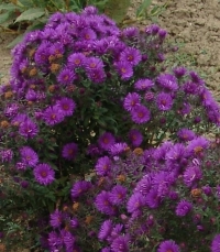 Aster novae-angliae 'Purple Dome' - purpurno-modra srhkolistna astra
