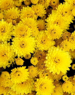 Chrysanthemum hybridum - poletna rumena polna krizantema