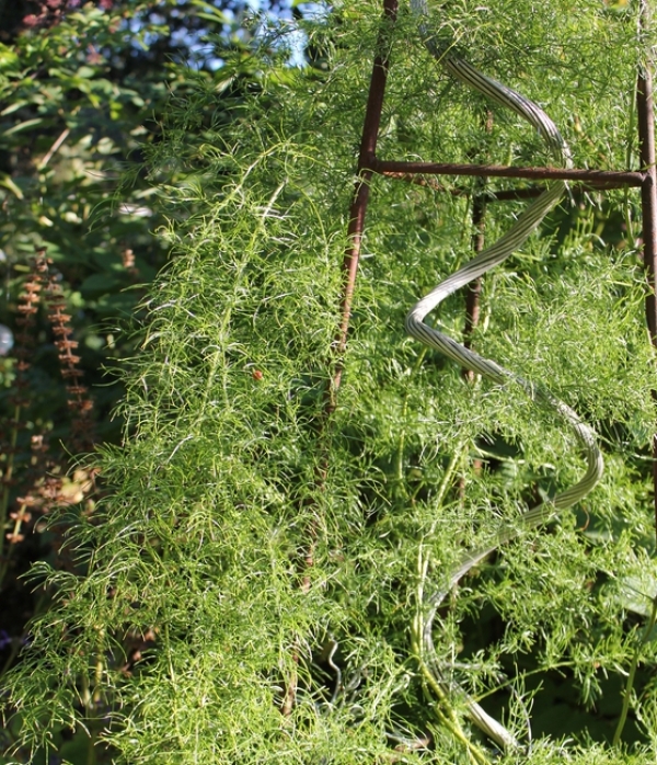 Asparagus verticilata  - plezavi špargelj, asparagus, rdeči plodovi