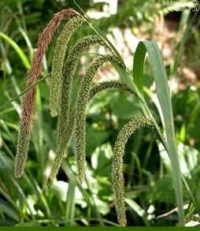 Carex pendula (maxima) - previsni šaš