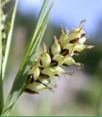 Carex panicea - sivolistni proseni  šaš, ekspanziven