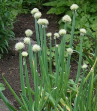 Allium fistulosum - stoletna čebula