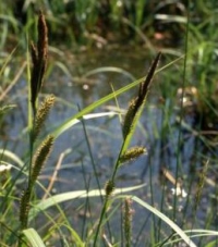 Carex riparia - obrežni šaš