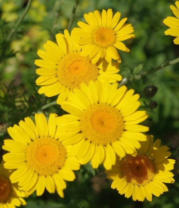 Anthemis tinctoria - barvilna pasja kamilica