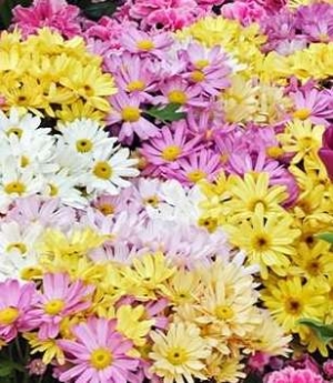 Chrysanthemum hybridum - razne sorte krizantem