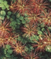 Acaena buchananii – acaena, ježica