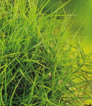 Carex muskingumensis &#039;Little Midge&#039; - ozkolistni šaš